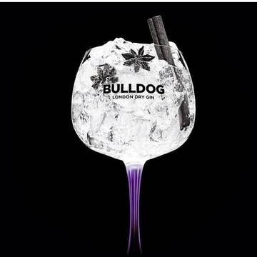 Bulldog Through The Winter